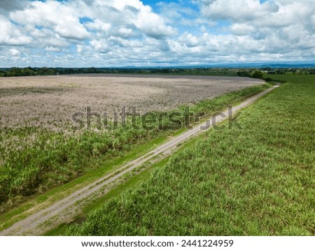 Aerial view of sugar cane plantation, Chiriqui, Panama - stock photo