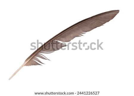 Beautiful eagle feather isolated on white background 