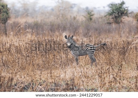 Zebra in the africa nature