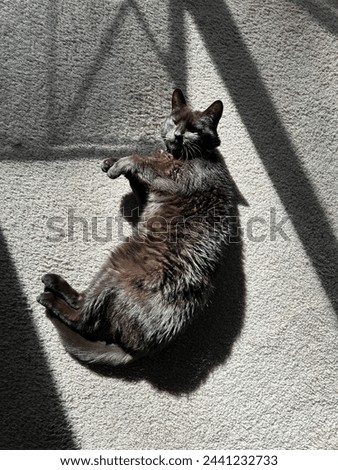 happy black cat laying in sunbeams