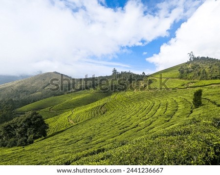 Breathtaking view of a vibrant tea plantation nestled in rolling hills under a bright sky. The meticulous arrangement of tea plants creates a mesmerizing pattern