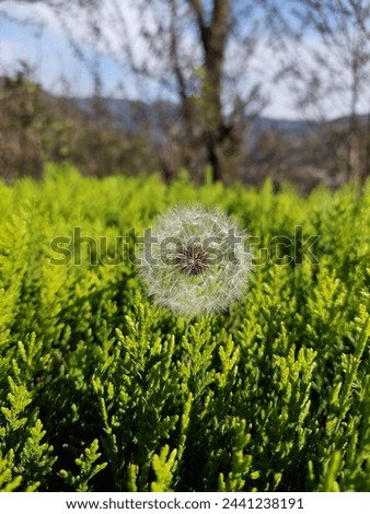 Picture of dandelion (flower)present in azad kashmir in spring