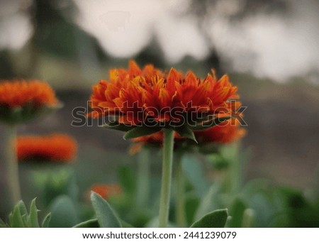 Marigolds are popular garden plants known for their vibrant, showy flowers and distinctive scent. They typically grow in a compact, bushy form with deeply lobed, aromatic foliage.  Royalty-Free Stock Photo #2441239079