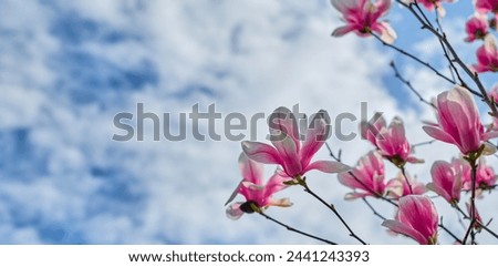 Idea for women's day card, blooming magnolias against sky with clouds, selective focus and blurred background, mother's day card