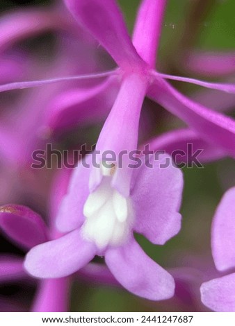 Beautiful pink orchid flowers from Equador and Peru