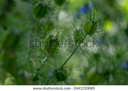 Nigella damascena seed heads toxic alkaloid capsules, green leaves Royalty-Free Stock Photo #2441250085