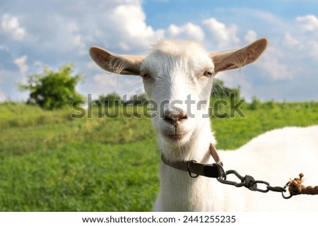 A white goat on a pasture in summer in sunny weather
