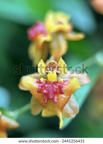 Yellow orchid flowers are usually called dancing woman flowers