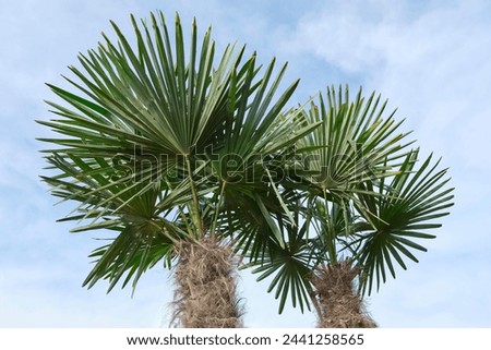 Two large Bismarck palms or Bismarckia nobilis with large fan-shaped leaves and gray brown trunk against a slightly clouded blue sky. Royalty-Free Stock Photo #2441258565