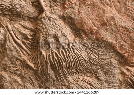 A sandstone slab from Morocco with detailed fossilization of crinoids Royalty-Free Stock Photo #2441266289