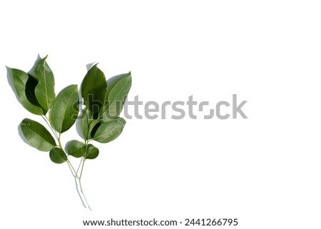 Eucalyptus Leaves Isolated on white. Room for text. Eucalyptus leaves. Picture Frame. Business Card Blank. Eucalyptus leaves. Eucalyptus leaves. Nature. Tree Branch. Leaf. Green Leaf. Garden Plant. 