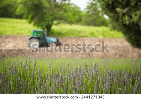 A tractor near a lavender field in summer in Provence in France. High quality photo