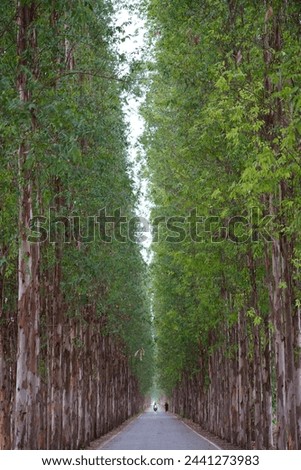 eucalyptus road, beautiful road surrounded by eucalyptus tree