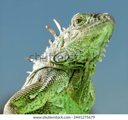 close up of a giant lizard in a color background