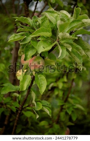 young apples on an apple tree Royalty-Free Stock Photo #2441278779