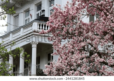 Pink blossom on magnolia tree. Spring day in german garden against beautiful historical house with floral column capitals.