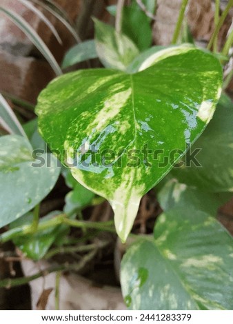 green leaf and background with water drop.