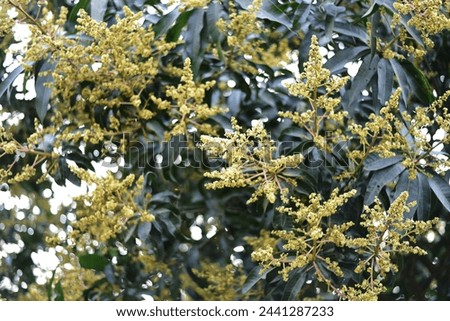 Mango tree in flowering, Mangifera indica, evergreen tree with shinning lanceolate leaves and small cream coloured flowers in broad panicles and juicy drupe fruit, popular tropical fruit. Royalty-Free Stock Photo #2441287233