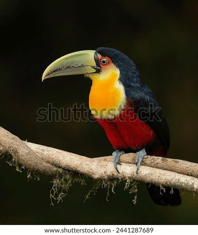 green-billed toucan - red-breasted toucan