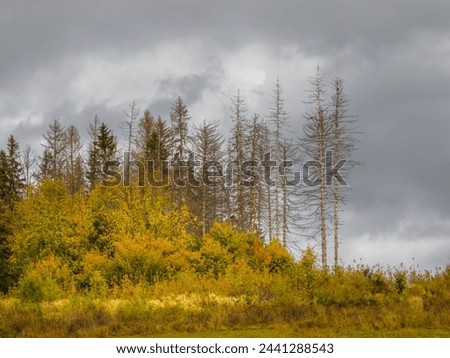 Autumn Mountain Landscape. Dramatic sky. In the foreground autumn's trees. Zilina Region. Liptovske Matiasovce. Slovakia