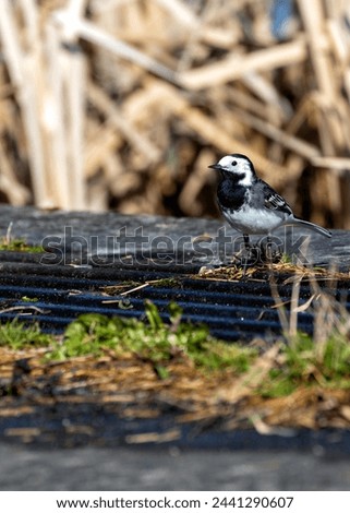 Black  white wagtail with a constantly flicking tail forages along the waterfront in Clontarf, Dublin.