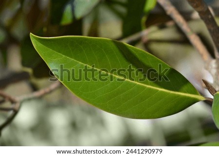 Southern magnolia leafs - Latin name - Magnolia grandiflora