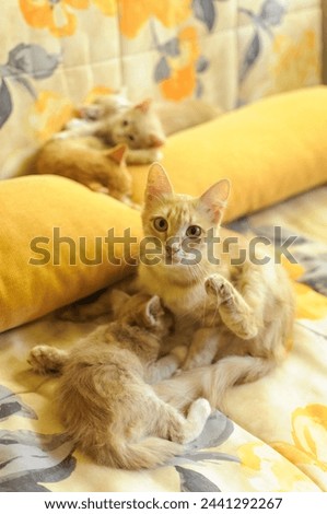 a red-haired cat with kittens Royalty-Free Stock Photo #2441292267