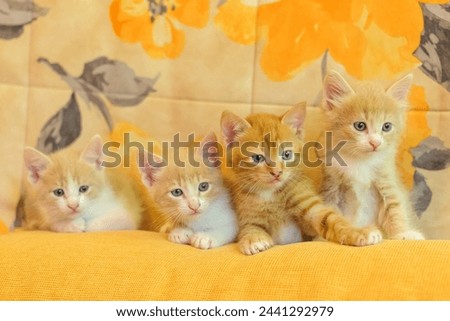red kittens on a yellow sofa Royalty-Free Stock Photo #2441292979