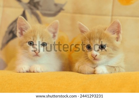 red kittens on a yellow sofa Royalty-Free Stock Photo #2441293231