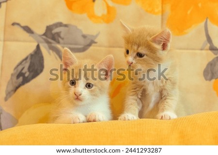 red kittens on a yellow sofa Royalty-Free Stock Photo #2441293287