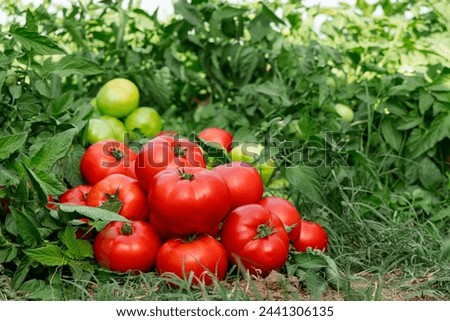 Freshly Harvested Tomatoes Ready for Market
 vibrant field of ripe, red tomatoes ready to be picked and enjoyed. This high-quality stock photo is perfect for food and agriculture-related content.