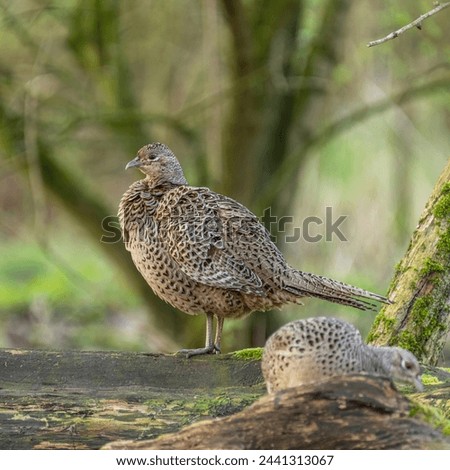 A female common pheasant in the woods