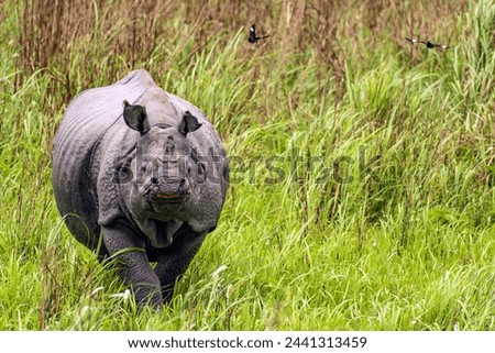 Kaziranga National Park | Assam, India | Asian Elephants - Great Indian Rhinoceros - Hog Deer - Wild Water Buffalo