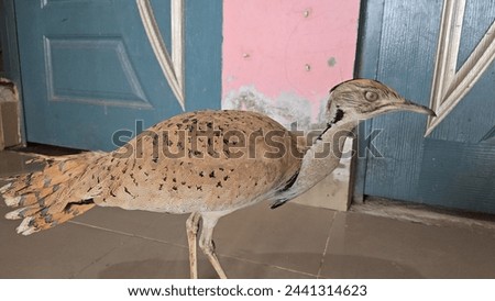 MacQueen's bustard (Chlamydotis macqueenii) is a large bird in the bustard family. It is native to the desert and steppe regions of Asia
