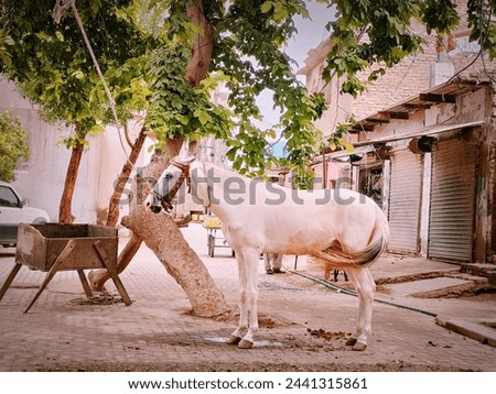 A young white horse, its coat gleaming in the sunlight, stands serenely under the shelter of an ancient tree, a picture of tranquility and grace.
