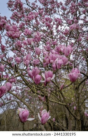 Chanteraines park. Nature in bloom in spring season. View of a Pink magnolia in bloom in the japanese park