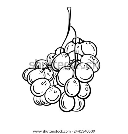 Grapes sketch hand drawn . Wine vine close up outline, leaves, berries. Black and white clip art isolated on white background. Antique vintage illustration for design, logo wine
