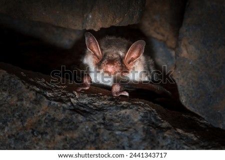 Microbats constitute the suborder Microchiroptera within the order Chiroptera - bats.