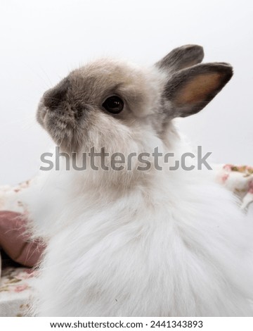 Domestic bunny close up white isolated background