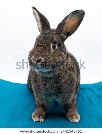 Domestic bunny sitting with teal scarf