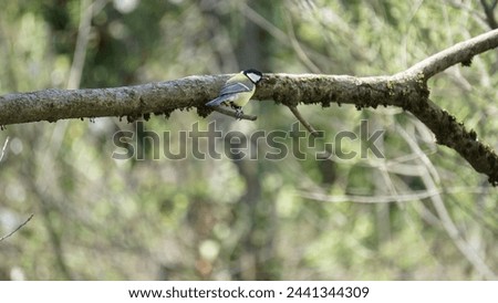 Spring bird wonders: Captivating photographs of Great tit small passerine bird (Parus major). Royalty-Free Stock Photo #2441344309