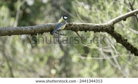Spring bird wonders: Captivating photographs of Great tit small passerine bird (Parus major). Royalty-Free Stock Photo #2441344313