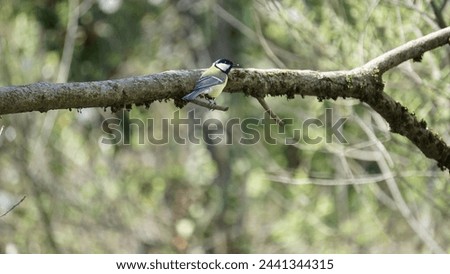Spring bird wonders: Captivating photographs of Great tit small passerine bird (Parus major). Royalty-Free Stock Photo #2441344315