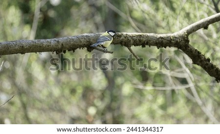 Spring bird wonders: Captivating photographs of Great tit small passerine bird (Parus major). Royalty-Free Stock Photo #2441344317