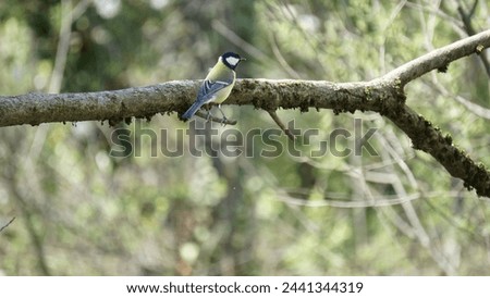 Spring bird wonders: Captivating photographs of Great tit small passerine bird (Parus major). Royalty-Free Stock Photo #2441344319