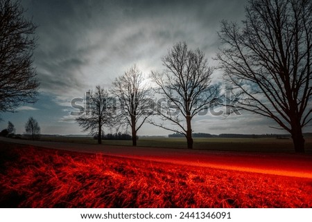 The picture depicts a serene nighttime scene with tall trees silhouetted against a dark, starry sky. The moon, shining brightly, casts a gentle glow over the landscape, illuminating the outlines of th