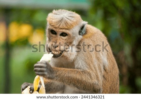 Monkey picture , natural background 