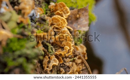 Delicate saprophytic mushrooms growing on a rotten stump.The end of February in the forest - spring awakening in the Polish forest near Ostrowiec. Royalty-Free Stock Photo #2441355555
