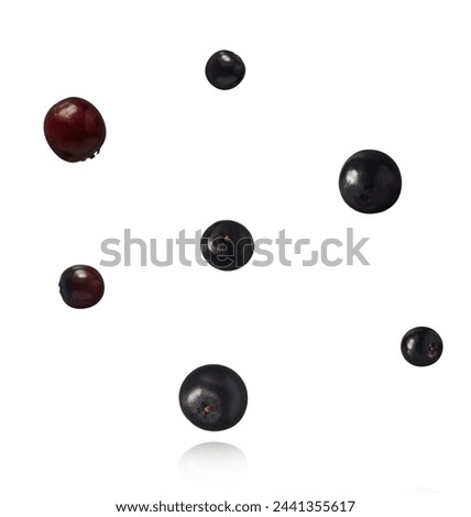 Fresh ripe elderberry falling in the air isolated  on white background. Food levitating or zero gravity conception. Royalty-Free Stock Photo #2441355617