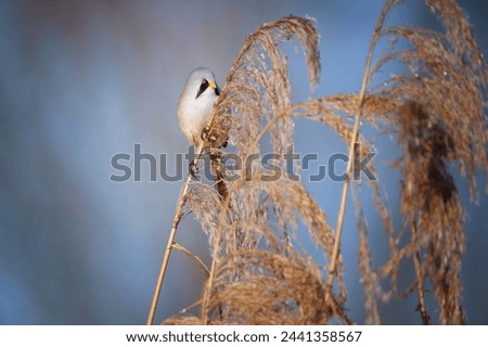 The bearded reedling - Panurus biarmicus, is a small, long-tailed passerine bird found in reed beds near water in the temperate zone of Eurasia. Royalty-Free Stock Photo #2441358567